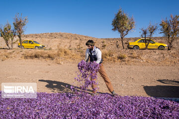 Saffron harvest in northeast Iran