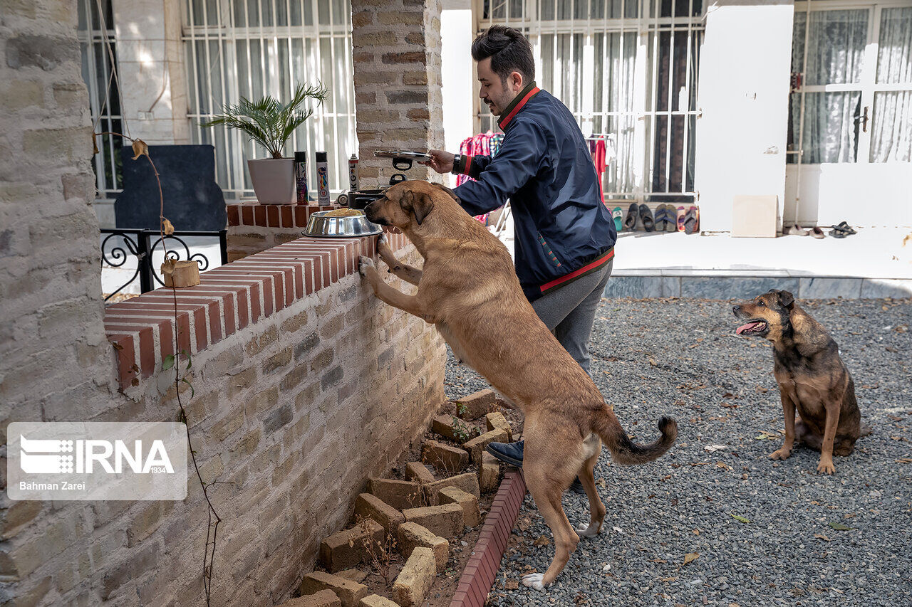 An advocate for animals cares for a disabled dog An advocate for animals cares for a disabled dog