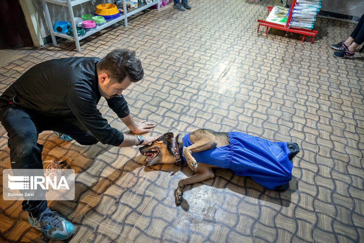 An advocate for animals cares for a disabled dog An advocate for animals cares for a disabled dog
