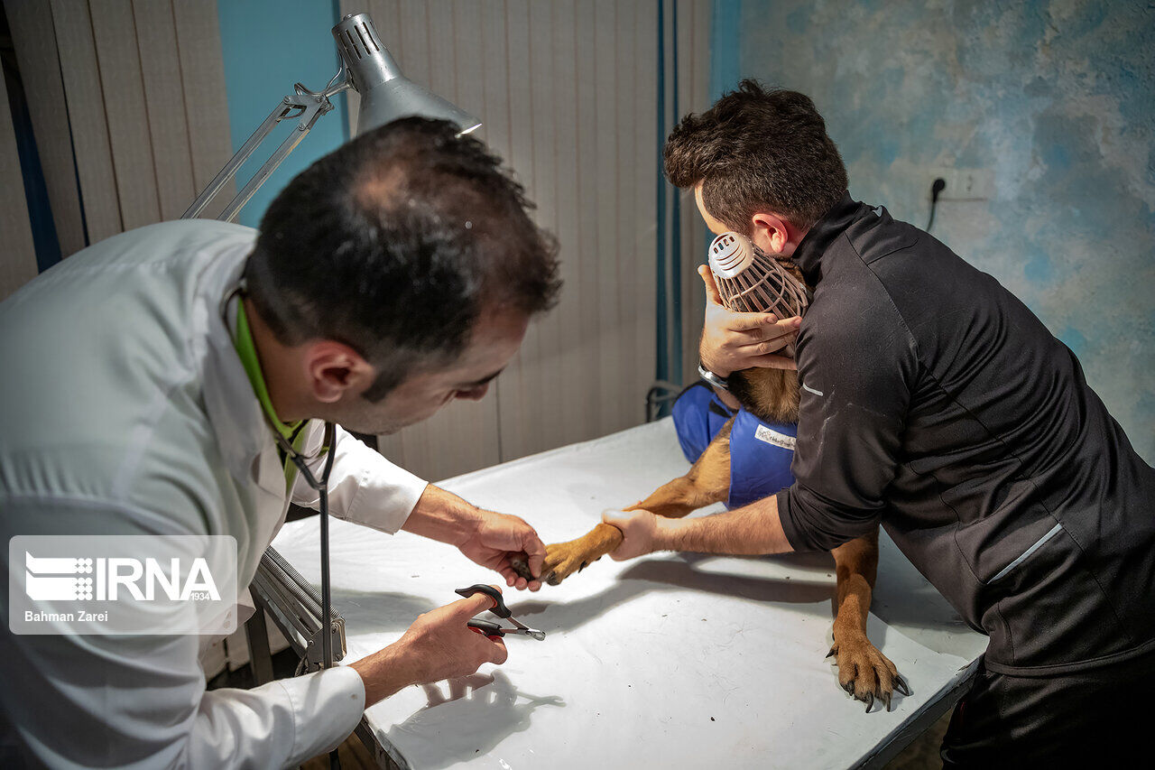 An advocate for animals cares for a disabled dog An advocate for animals cares for a disabled dog