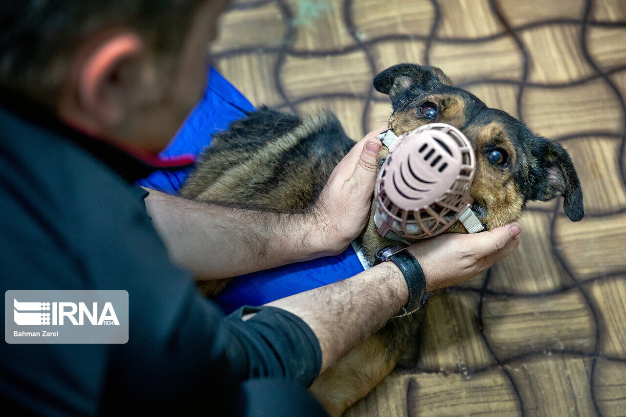 An advocate for animals cares for a disabled dog An advocate for animals cares for a disabled dog