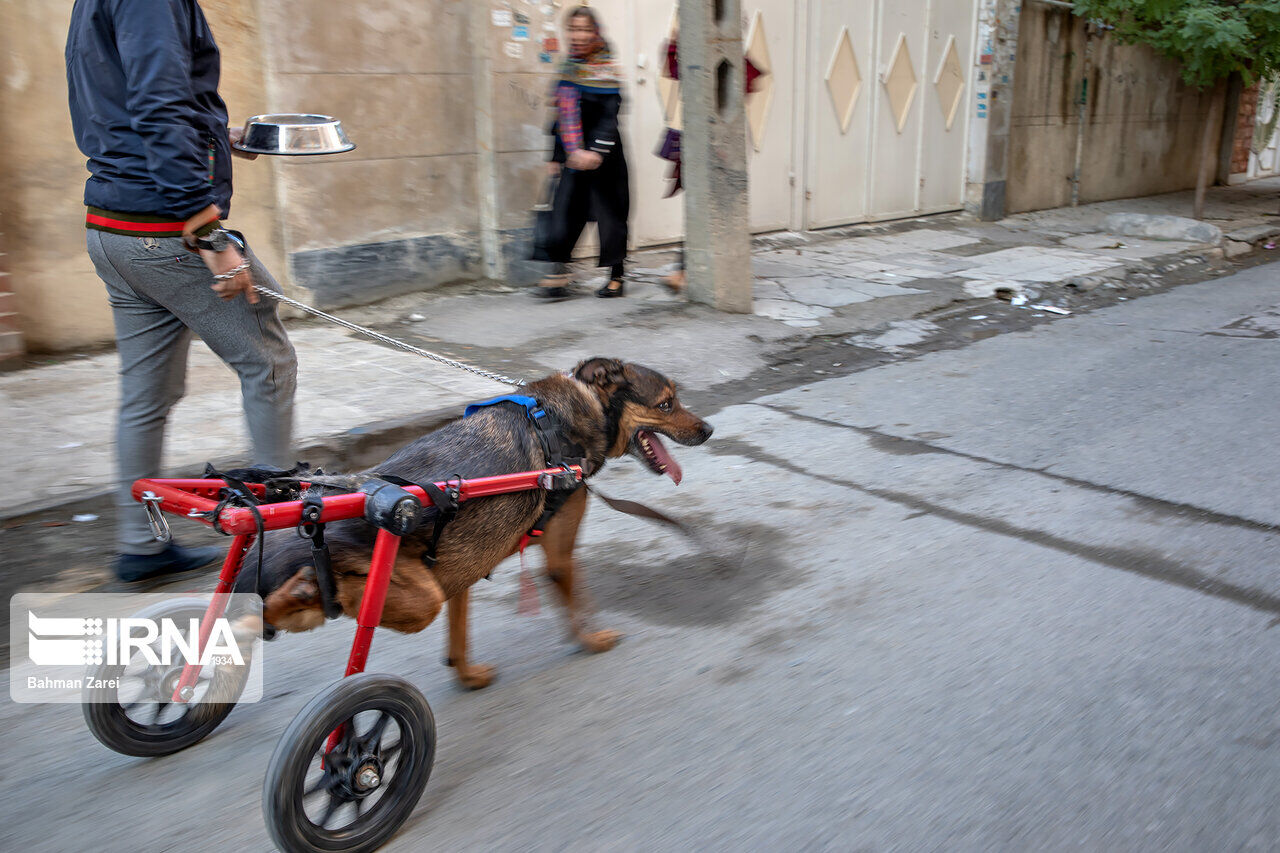 An advocate for animals cares for a disabled dog An advocate for animals cares for a disabled dog