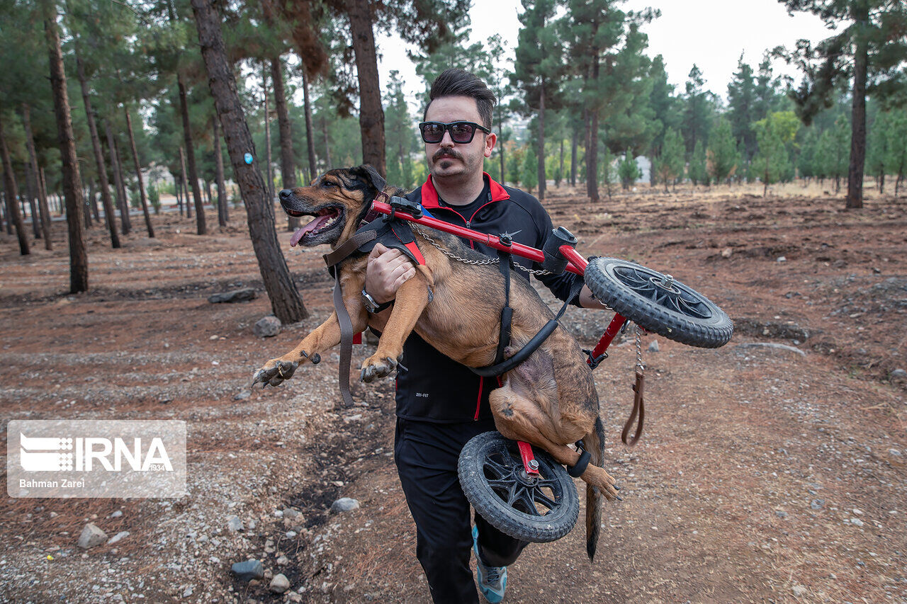 An advocate for animals cares for a disabled dog An advocate for animals cares for a disabled dog