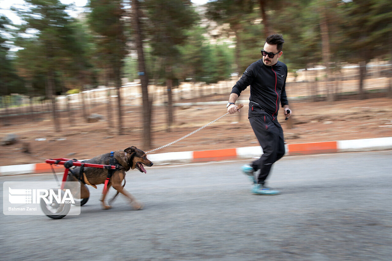 An advocate for animals cares for a disabled dog An advocate for animals cares for a disabled dog