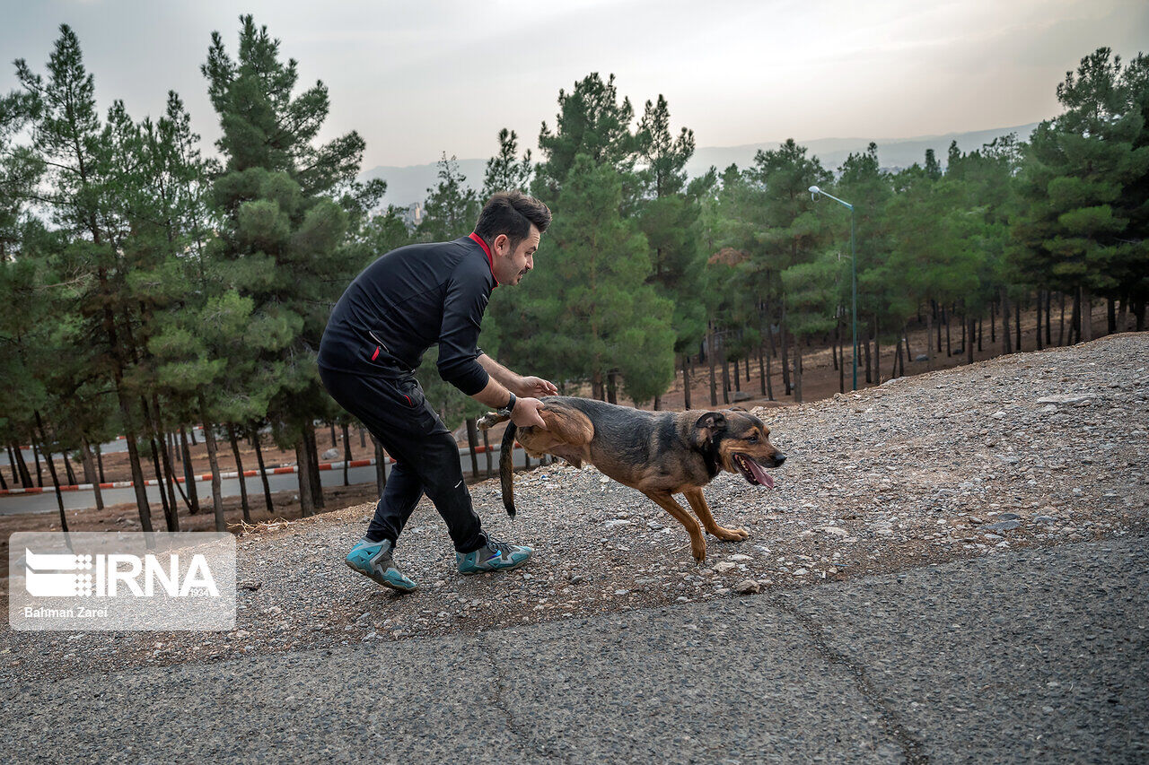 An advocate for animals cares for a disabled dog An advocate for animals cares for a disabled dog