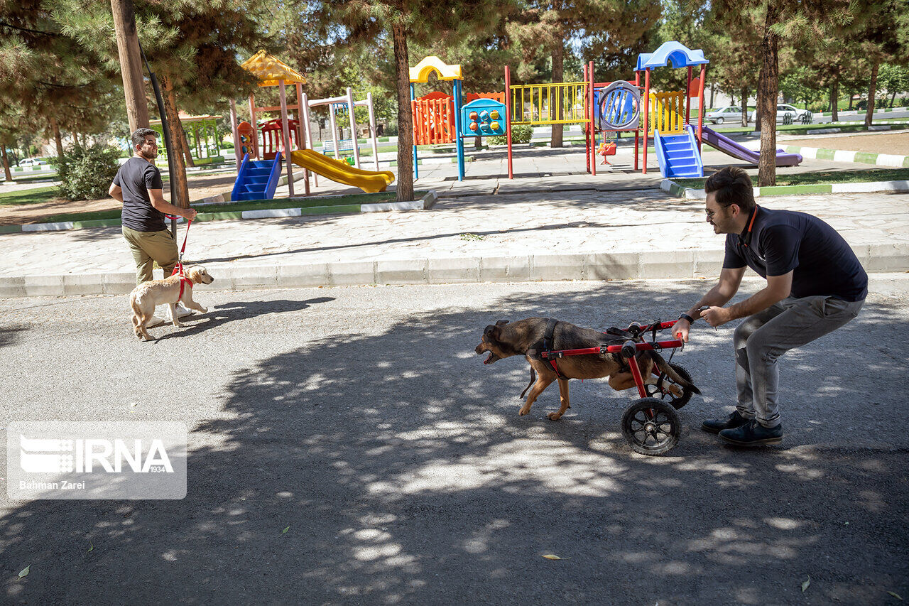 An advocate for animals cares for a disabled dog An advocate for animals cares for a disabled dog