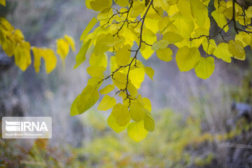 Autumn beauties in Iran