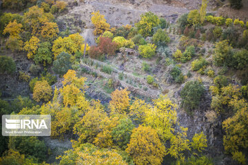 Autumn beauties in Iran