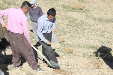 «کپه‌کاری» در مراتع روستایی مهاباد