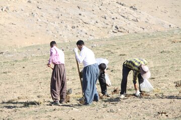 «کپه‌کاری» در مراتع روستایی مهاباد