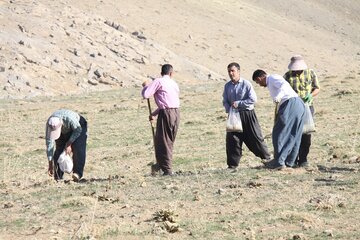 «کپه‌کاری» در مراتع روستایی مهاباد