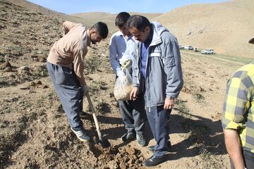 «کپه‌کاری» در مراتع روستایی مهاباد