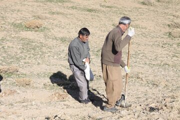 «کپه‌کاری» در مراتع روستایی مهاباد