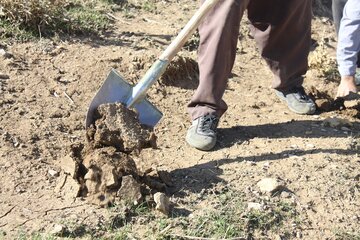 «کپه‌کاری» در مراتع روستایی مهاباد