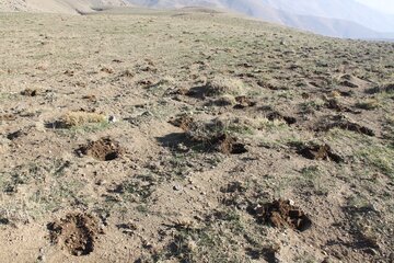 «کپه‌کاری» در مراتع روستایی مهاباد