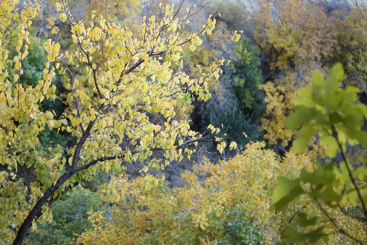 ایرنا - سنندج -  فصل پاییز با تغییر رنگ برگ درختان جلوه‌های زیبا و دیدنی...
