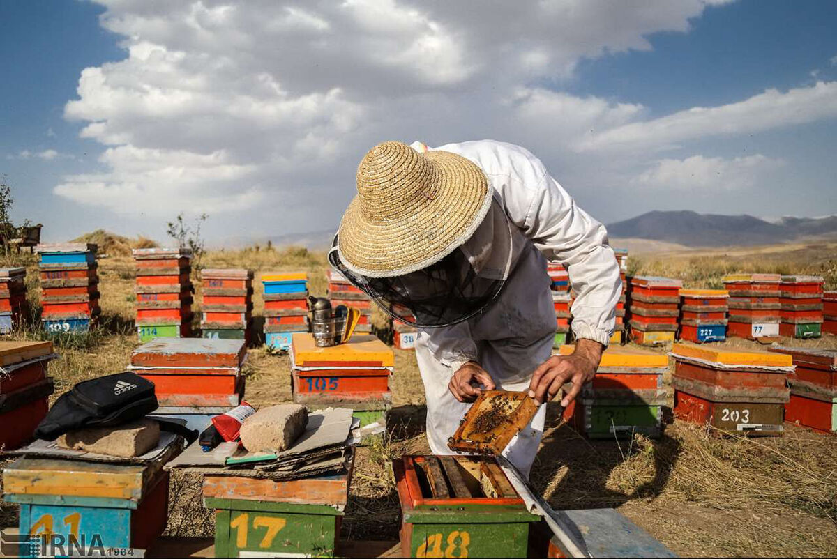 Iran ranks 4th in global honey production 