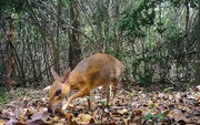 بازگشت گونه گمشده موش‌آهوی مینیاتوری در ویتنام بعد از ۳۰ سال