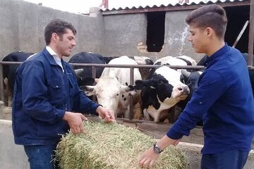 ۹۰ درصد تسهیلات اشتغال روستایی در ایلام جذب شد