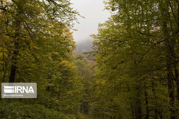 Autumn of Iran's Hyrcanian forests