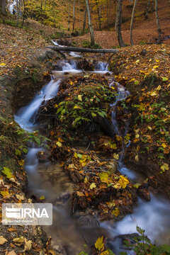 Autumn of Iran's Hyrcanian forests