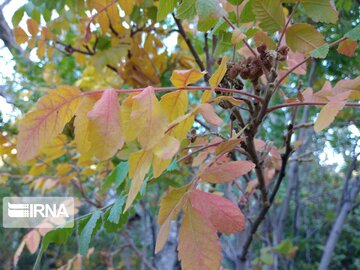 Colorful leaves in fall in north, northwestern Iran