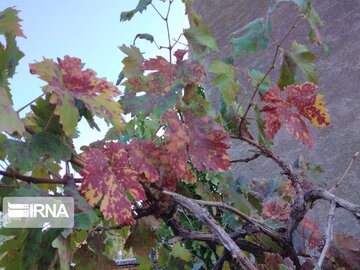 Colorful leaves in fall in north, northwestern Iran