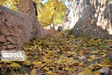 Colorful leaves in fall in north, northwestern Iran