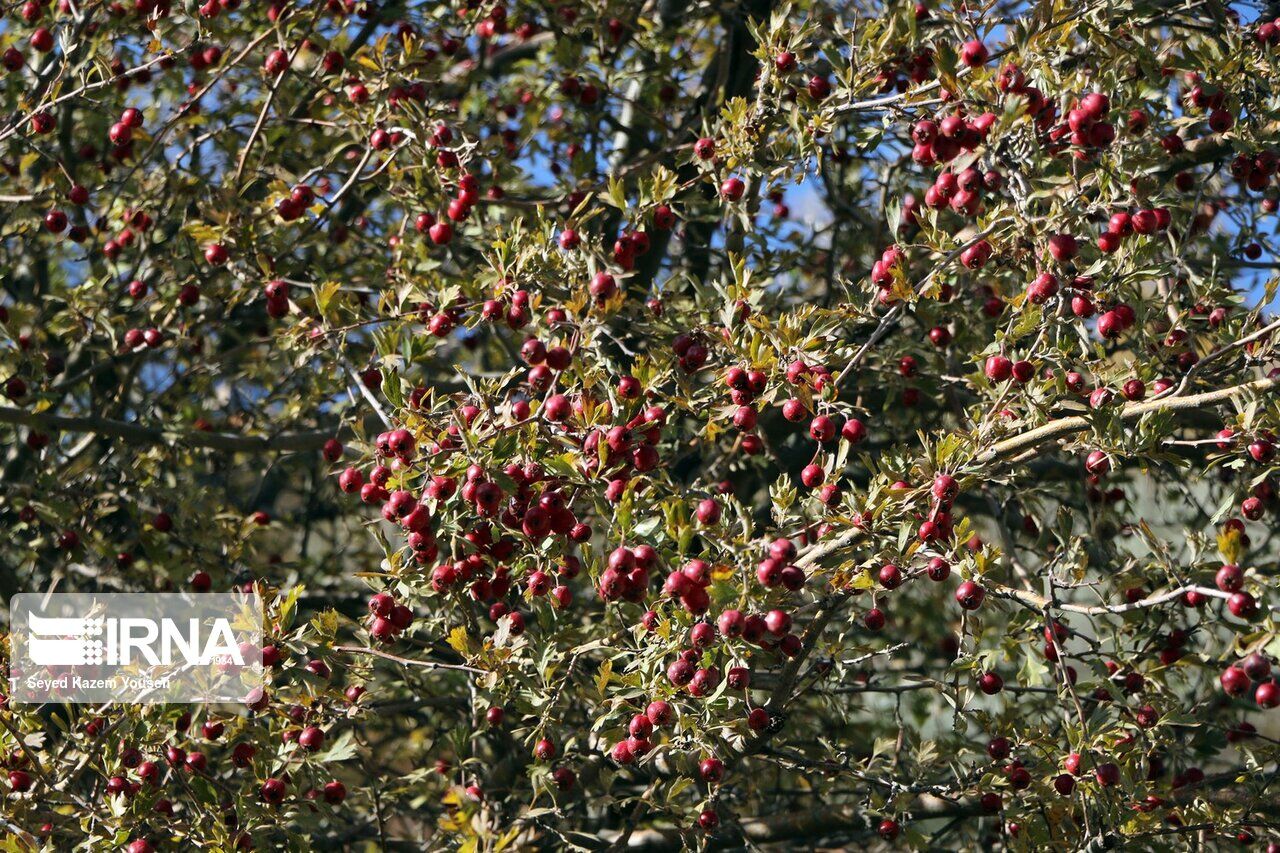 Beauties of autumn