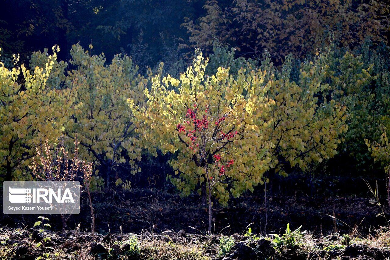 Beauties of autumn