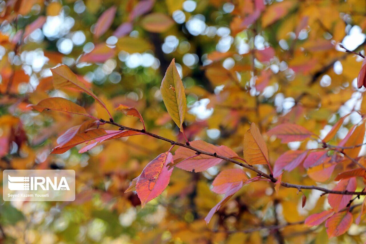 Beauties of autumn