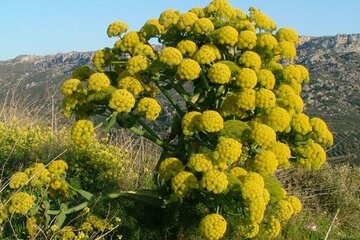 کشت گیاه دارویی باریجه در ۲۵۰ هکتار اراضی شیروان