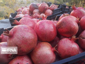 Pomegranate orchards in western Iran