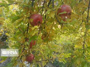 Pomegranate orchards in western Iran