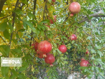 Pomegranate orchards in western Iran