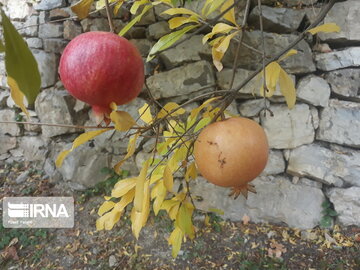 Pomegranate orchards in western Iran