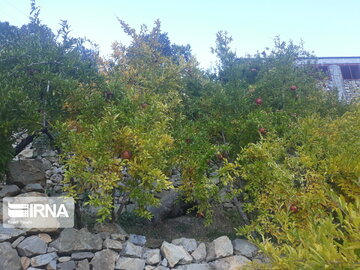 Pomegranate orchards in western Iran