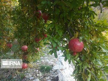 Pomegranate orchards in western Iran