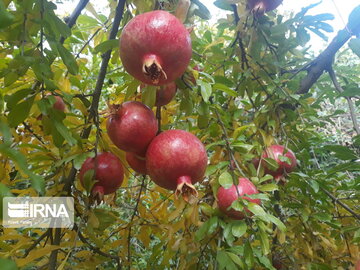 Pomegranate orchards in western Iran