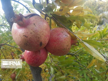 Pomegranate orchards in western Iran