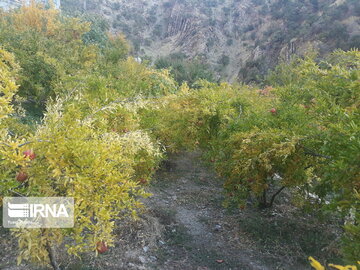 Pomegranate orchards in western Iran