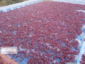 Pomegranate orchards in western Iran