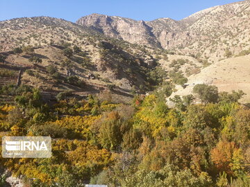 Pomegranate orchards in western Iran