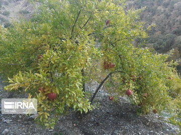 Pomegranate orchards in western Iran