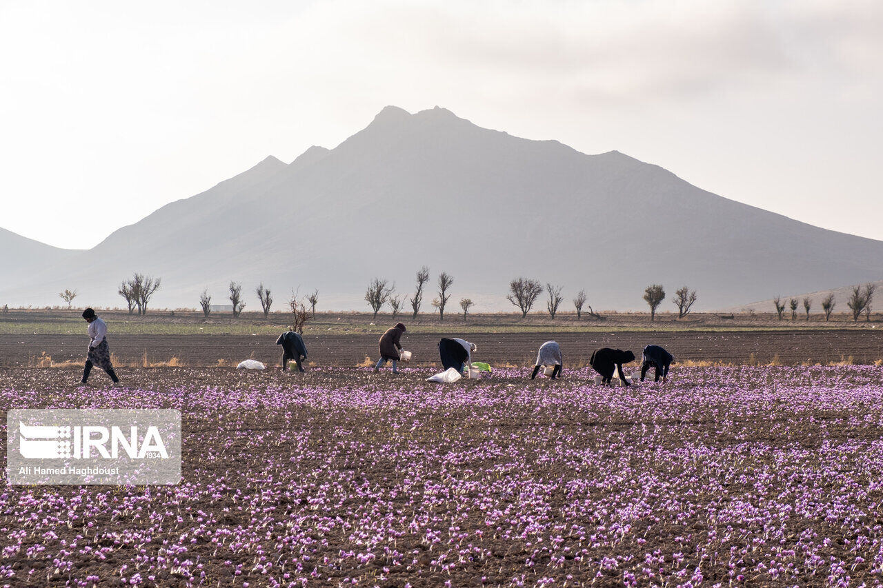 Marand, new pole of Iran's saffron production