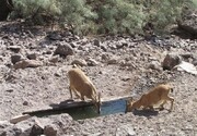 آب موردنیاز مناطق تحت حفاظت محیط زیست بوکان تامین شد
