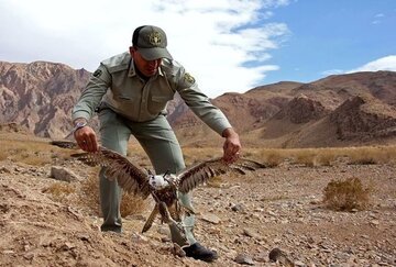 بازگشت پنج بال پرنده شکاری به طبیعت استان مرکزی پس از تیمار 