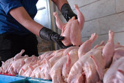 تولید و عرضه مناسب مرغ باعث ثبات بازار در  خراسان رضوی شد