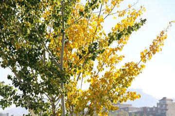 خودنمایی خزان در مهاباد