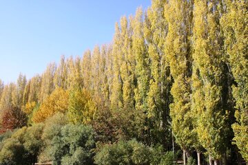 خودنمایی خزان در مهاباد